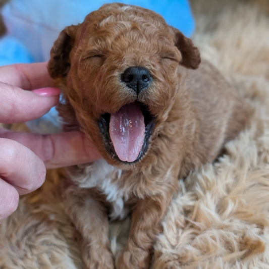 Small brown dog lying on a fluffy surface with a person's hand petting it.
