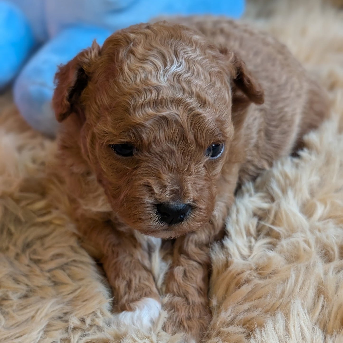 Brown puppy lying on a fluffy beige surface with blue objects in the background