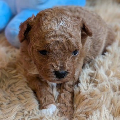Brown puppy lying on a fluffy beige surface with blue objects in the background