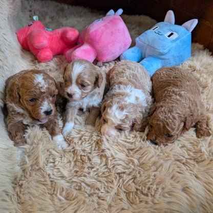 Four puppies lying on a fluffy surface with colorful plush toys in the background.
