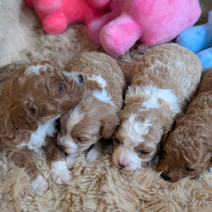 Group of puppies lying on a fluffy surface with colorful toys in the background
