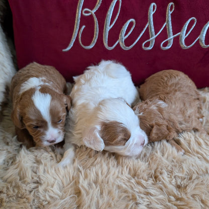 Three puppies sleeping on a fluffy surface with a 'Blessed' pillow in the background.