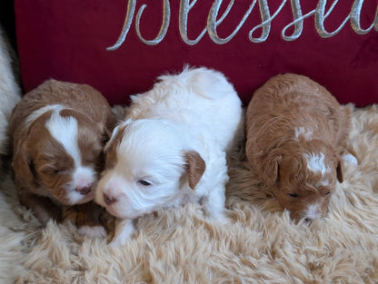 Three puppies lying on a fluffy surface with a 'blessed' pillow in the background.