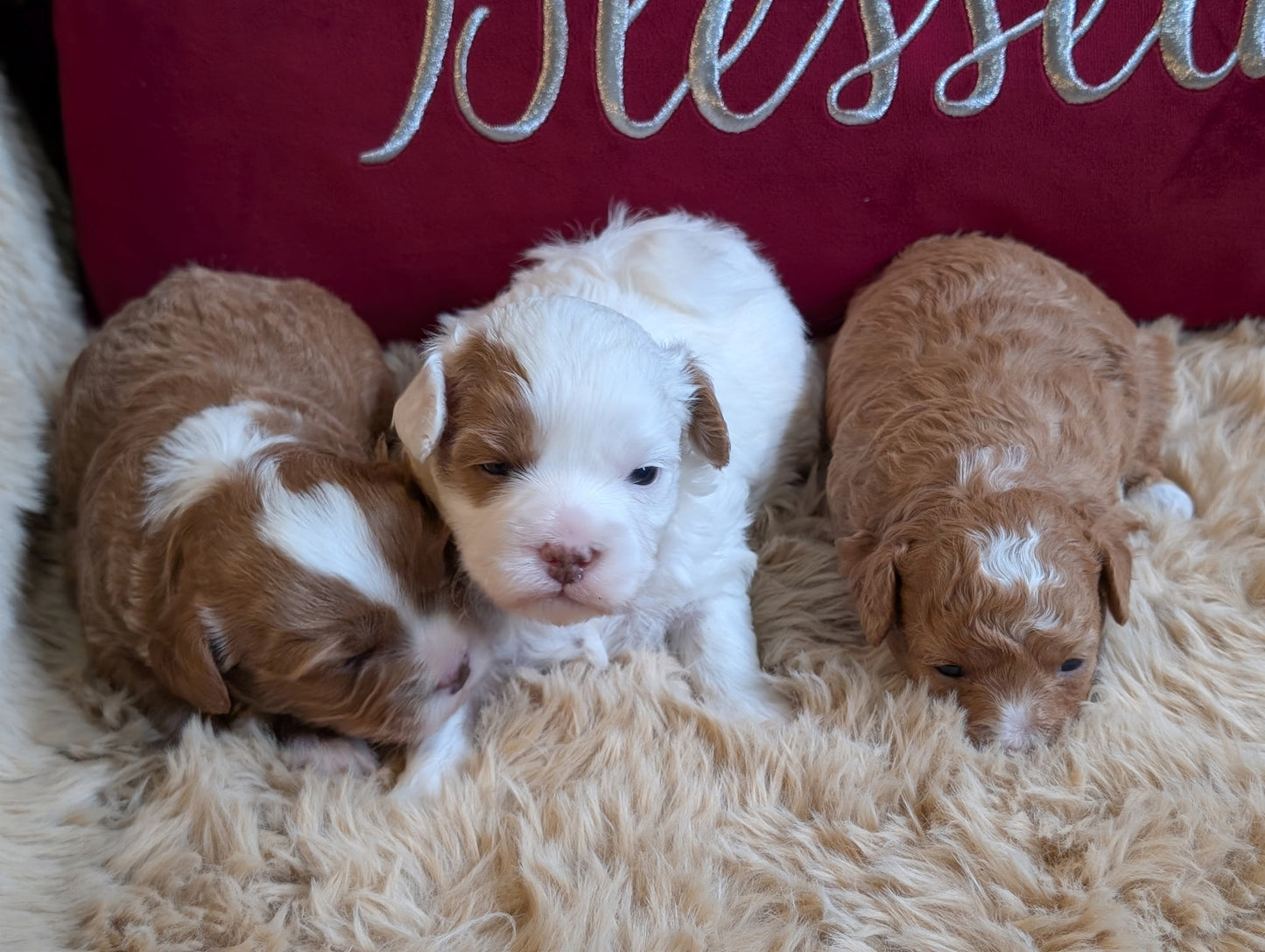 Three puppies lying on a fluffy surface with a 'blessed' pillow in the background.