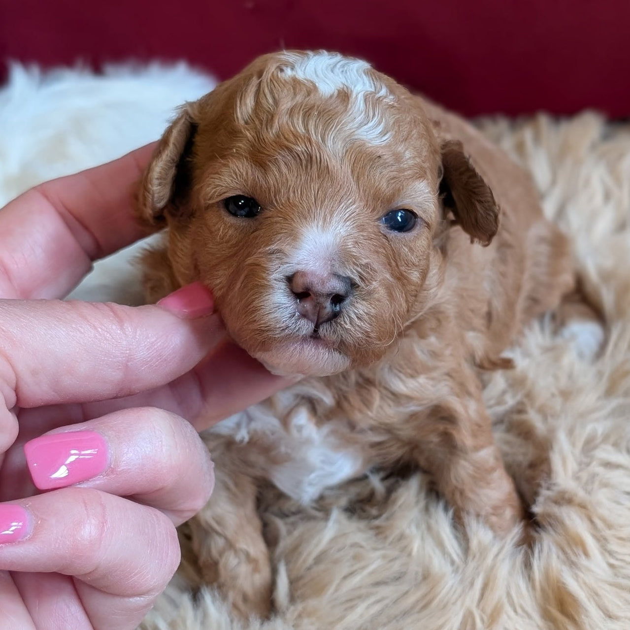 Small brown and white puppy being held on a fluffy beige surface with a red blanket in the background.