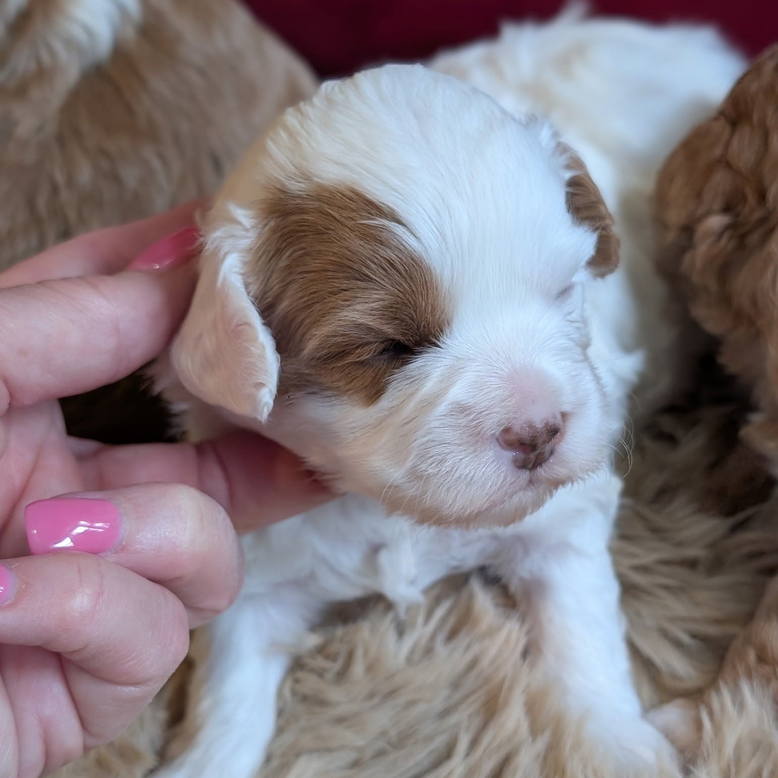 Small brown and white puppy being held by a person with pink nail polish.