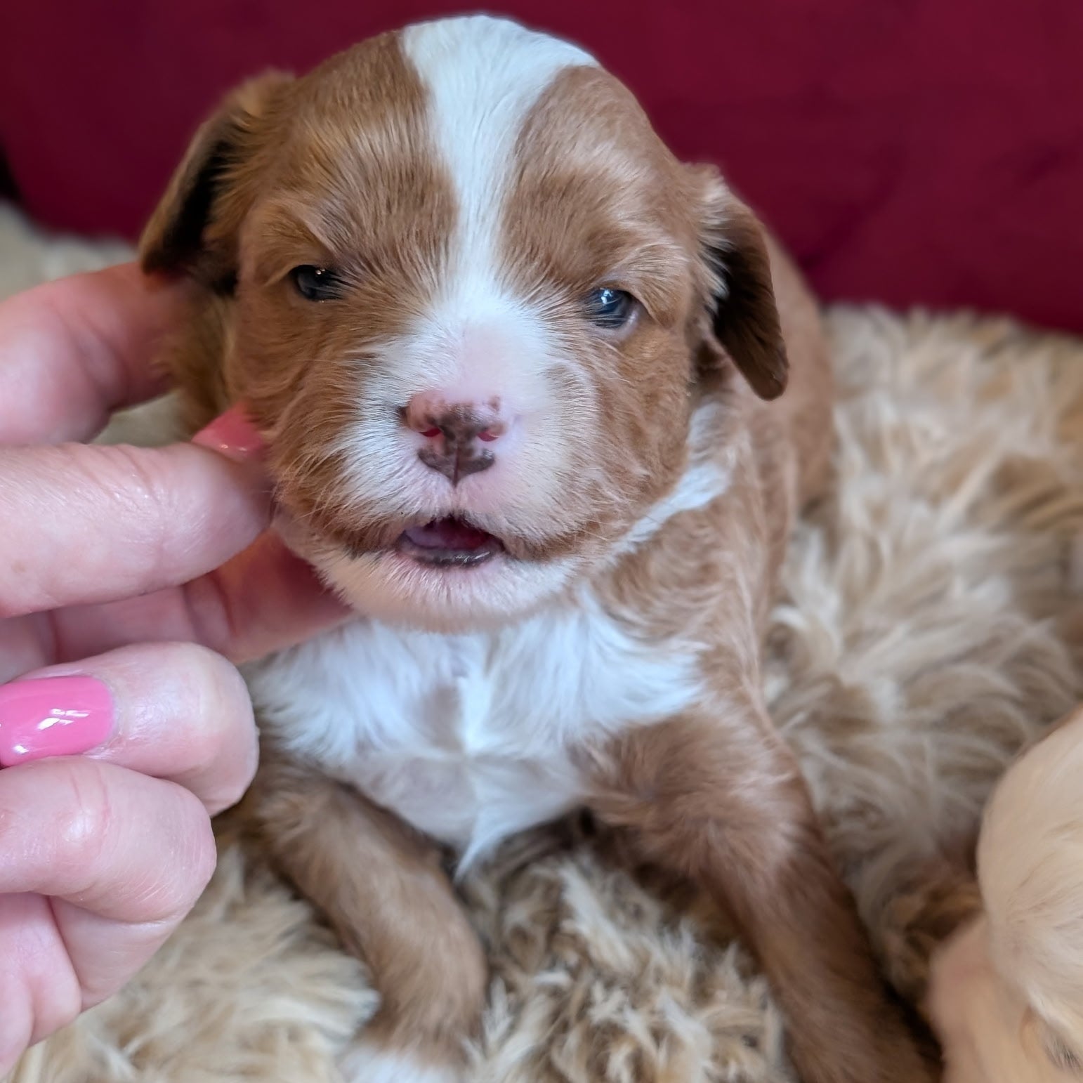 Small brown and white puppy being held on a fluffy surface with a red blanket in the background.