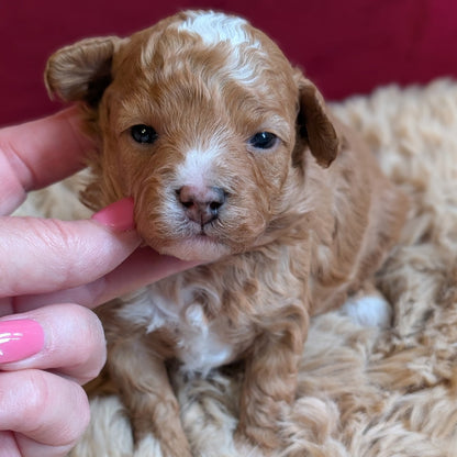 Small brown puppy being held by a person with pink nail polish on a red background