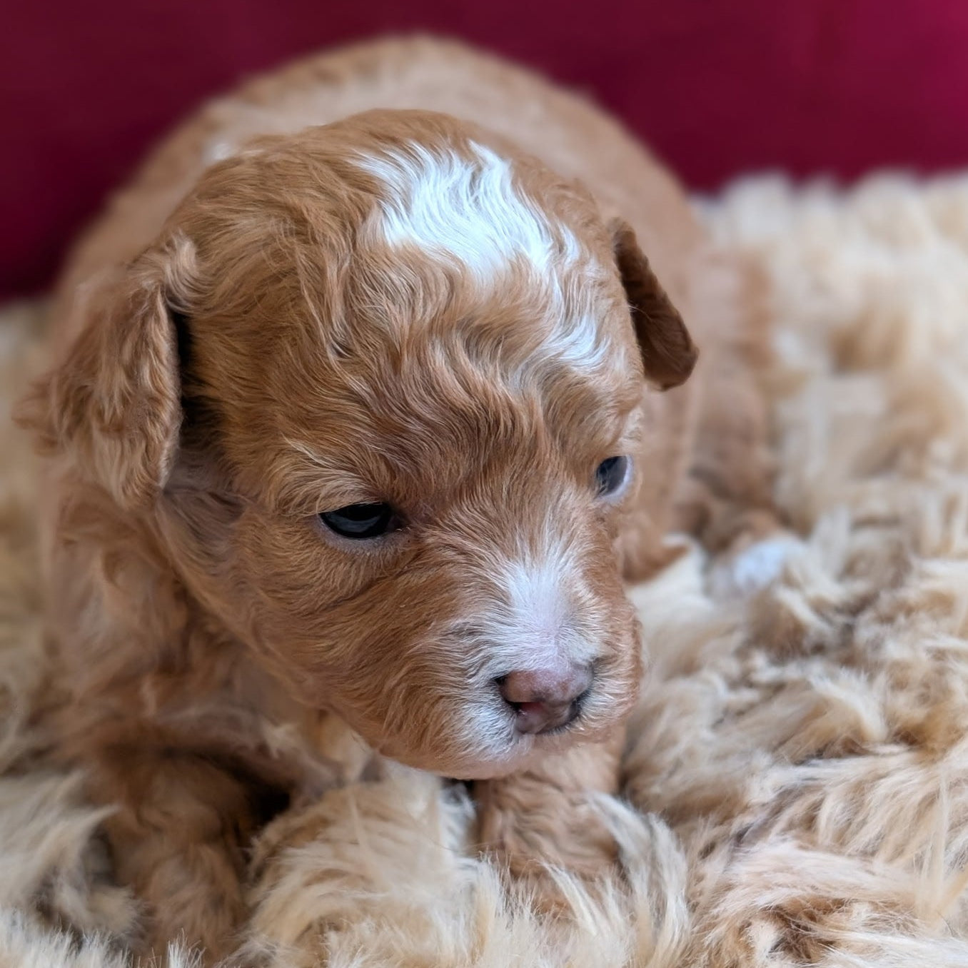 Puppy with brown and white fur lying on a fluffy beige surface.