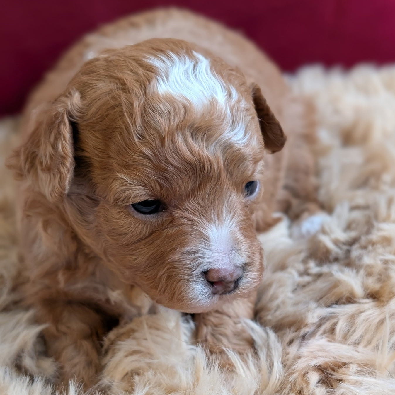 Puppy with brown and white fur lying on a fluffy beige surface.