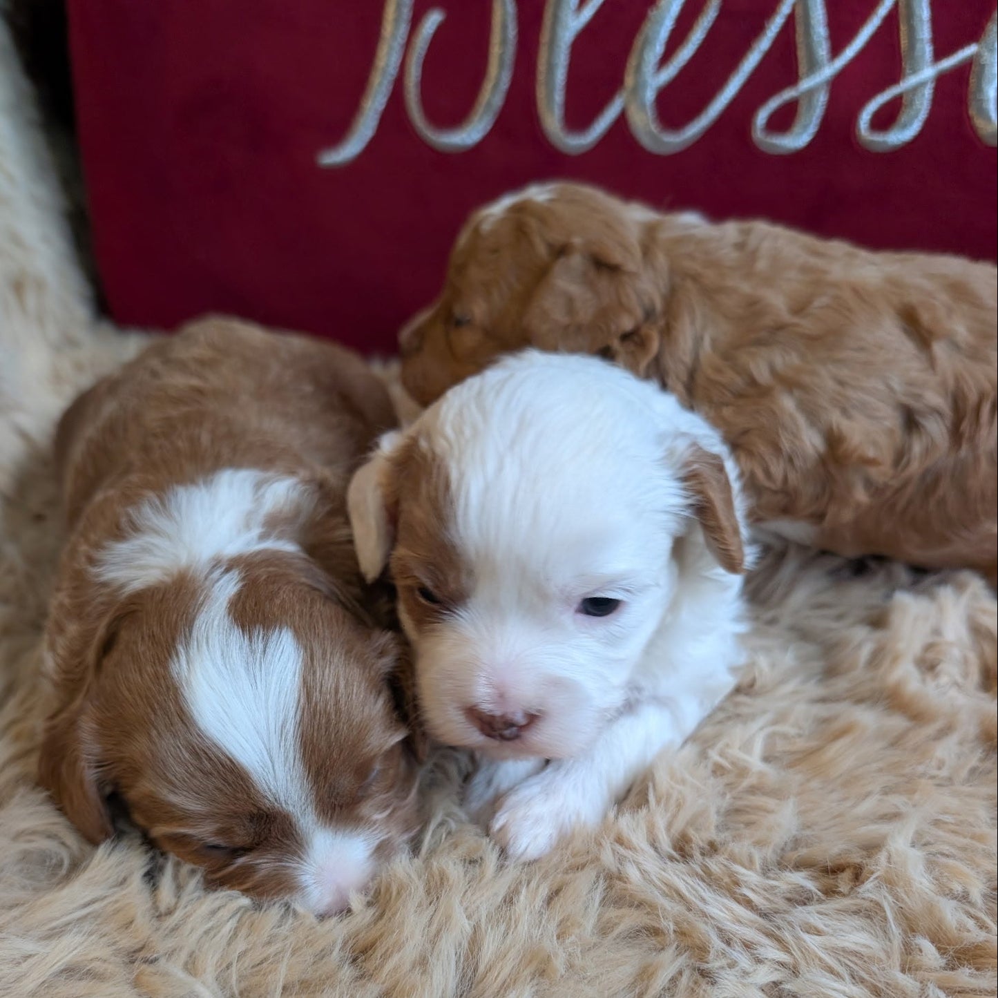 Two brown and white puppies lying on a fluffy surface with a red pillow in the background.