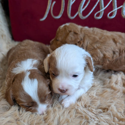 Two brown and white puppies lying on a fluffy surface with a red pillow in the background.