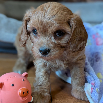 Puppy with a pink pig-shaped toy on a wooden floor