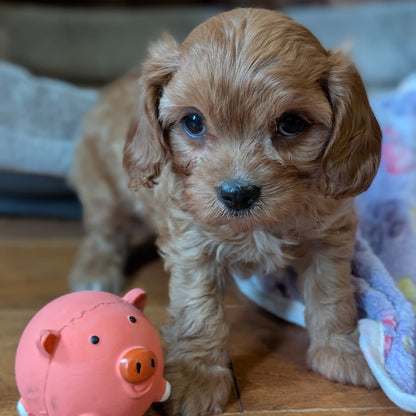 Puppy standing next to a pink pig-shaped toy on a wooden floor.