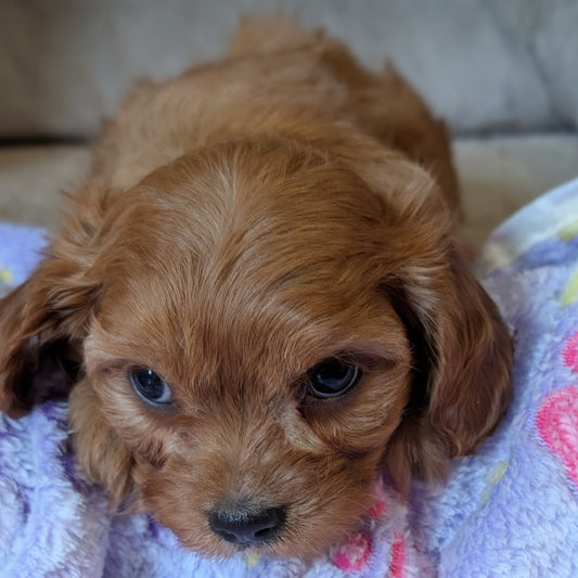 Small brown puppy lying on a colorful blanket