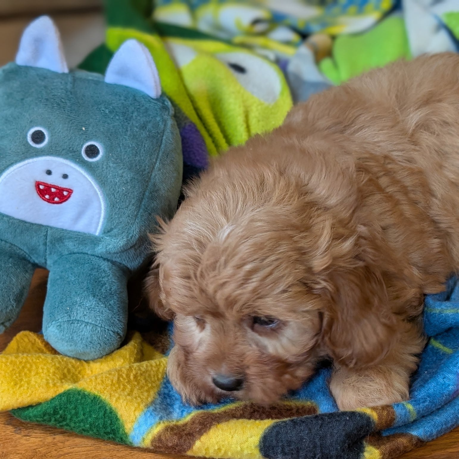 Puppy lying on a colorful blanket next to a plush toy on a wooden floor.