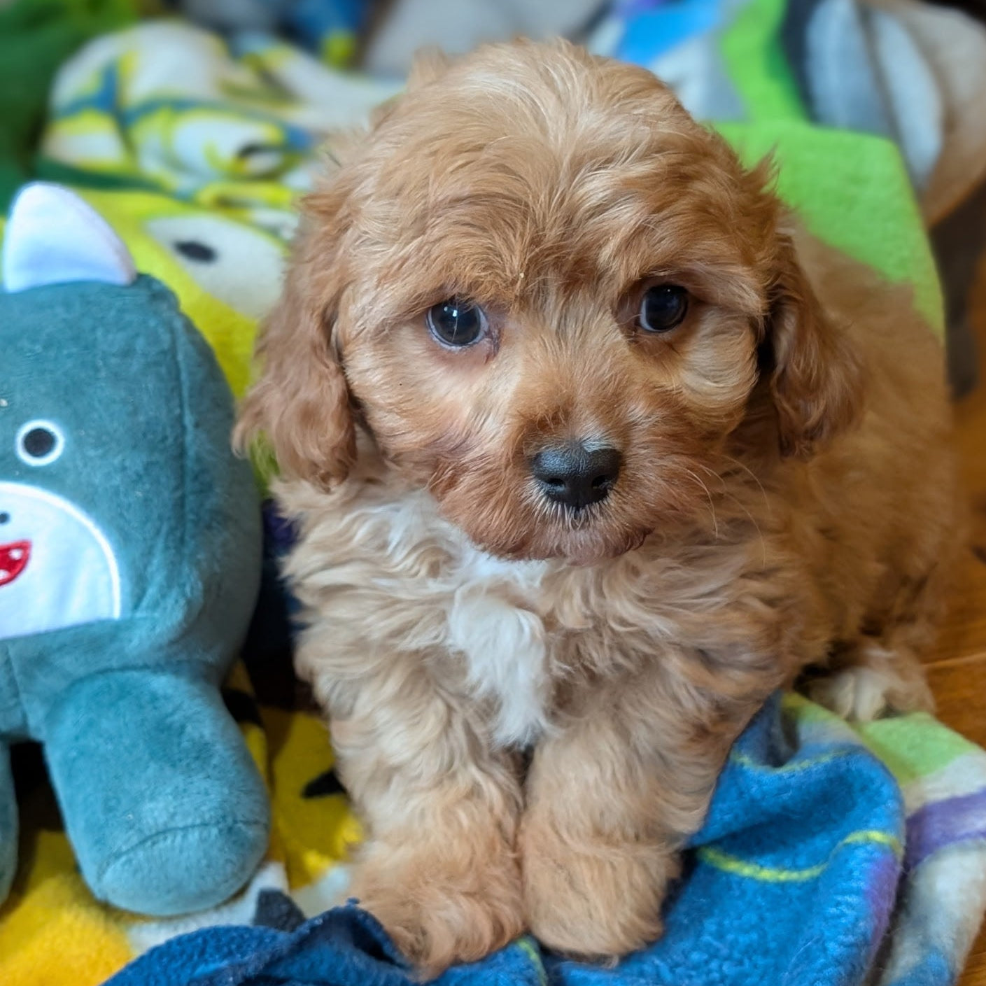 Puppy sitting on a colorful blanket with a shark toy next to it