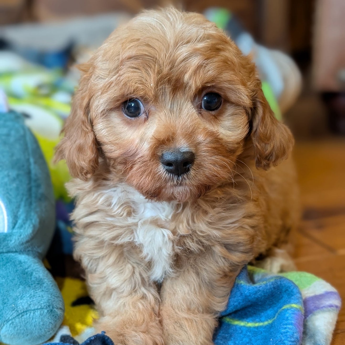 Small brown puppy sitting on a colorful blanket with toys in the background