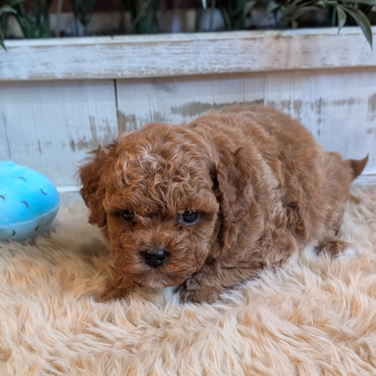 Small brown puppy sitting on a fluffy beige surface with plants in the background