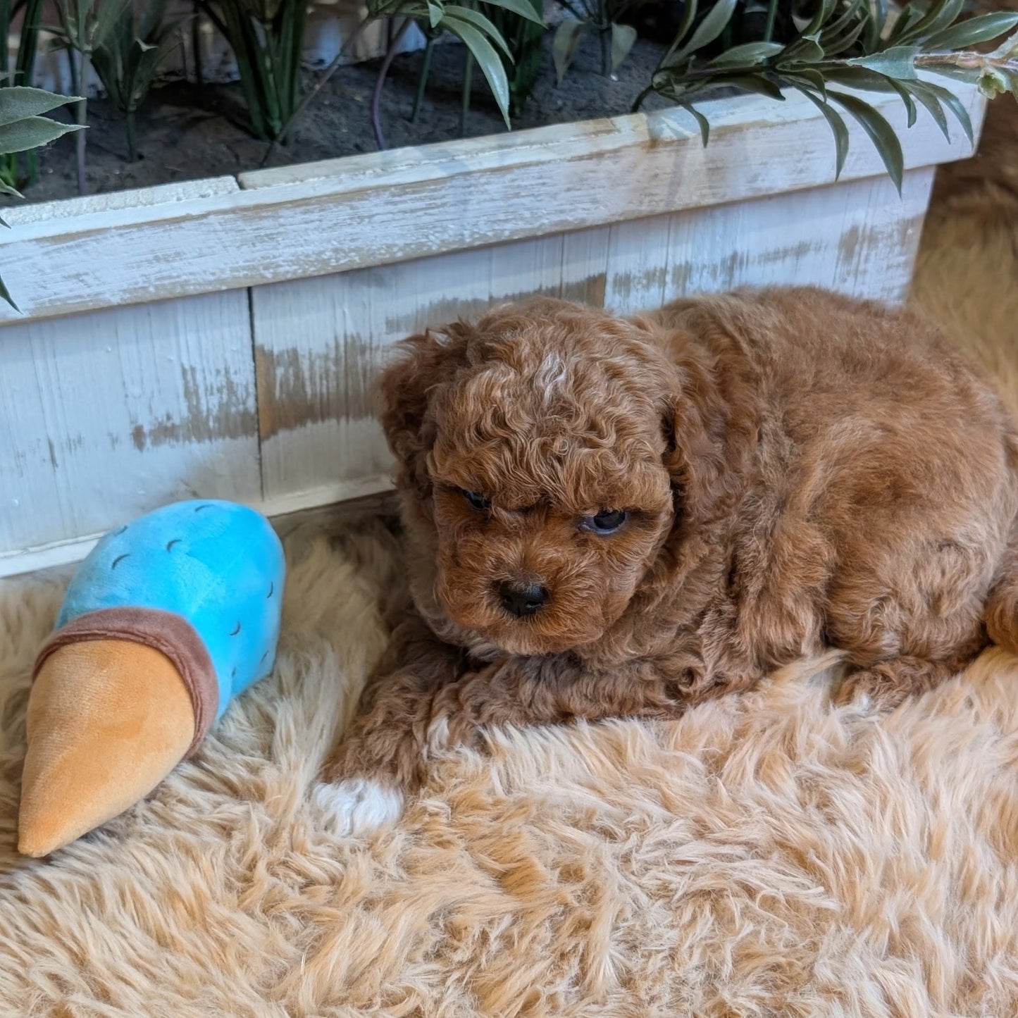 Puppy lying on a fluffy surface with a blue and brown toy next to it, surrounded by plants.