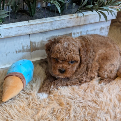 Puppy lying on a fluffy surface with a blue and brown toy next to it, surrounded by plants.