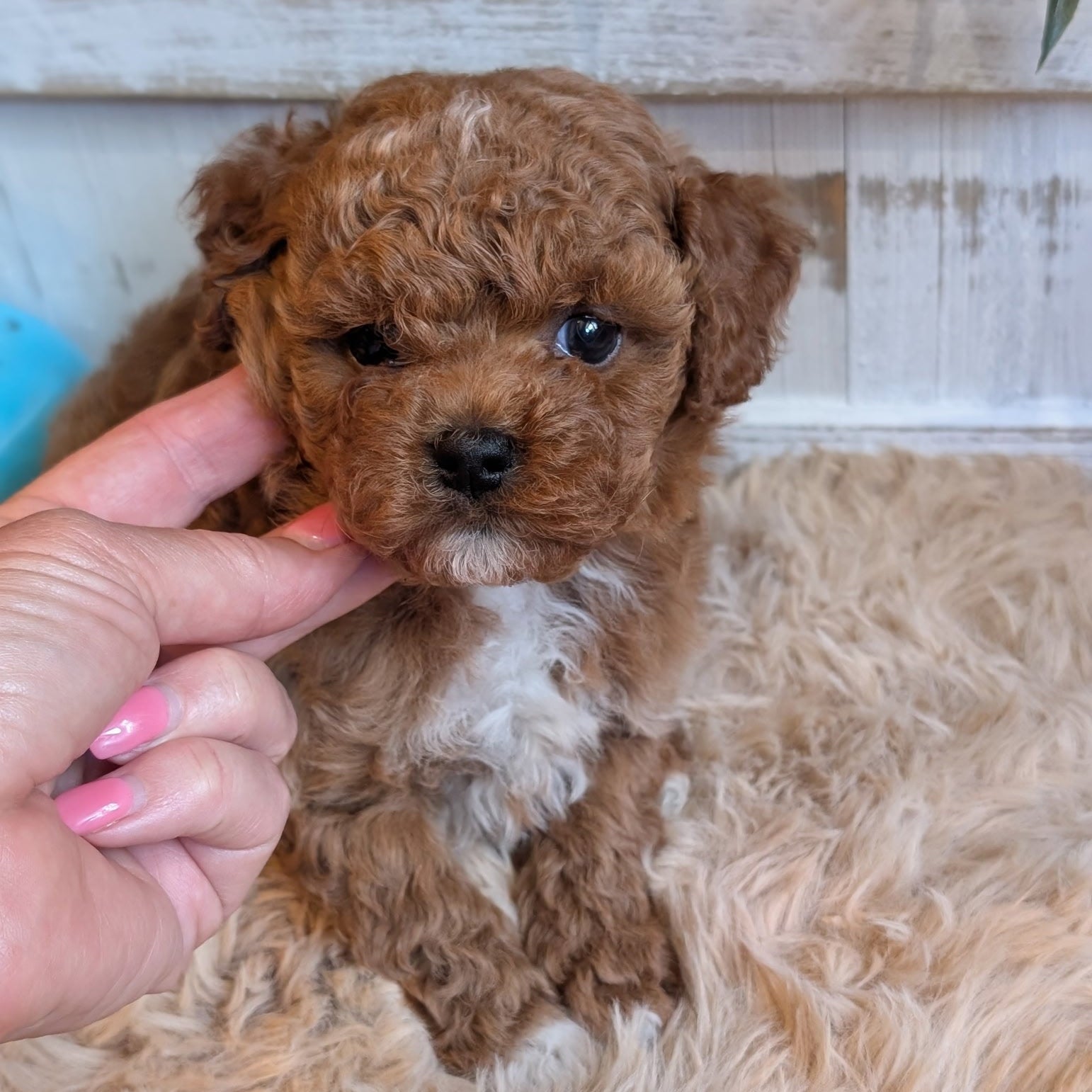 Small brown puppy being held by a hand on a fluffy beige surface.