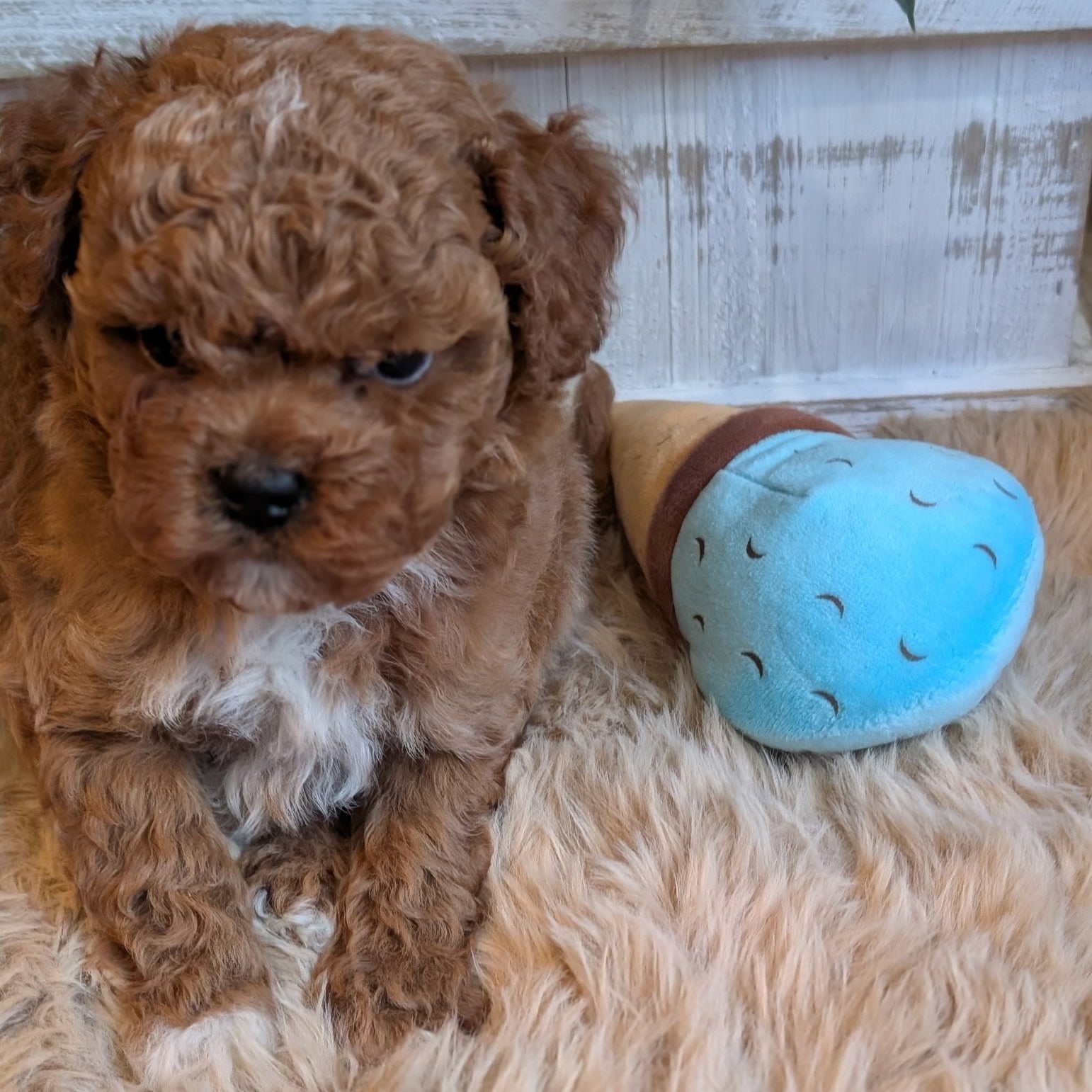 Brown puppy sitting next to a blue ball on a textured surface with a wooden panel background.