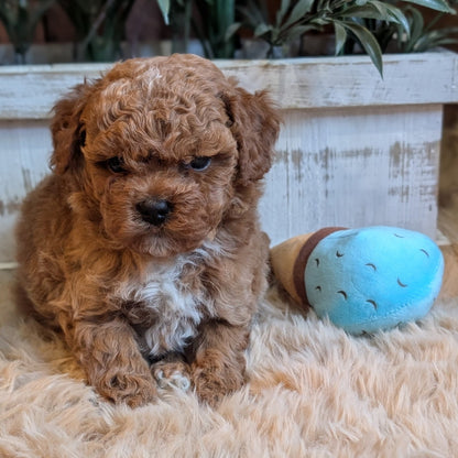Puppy sitting on a fluffy surface with a blue toy next to it