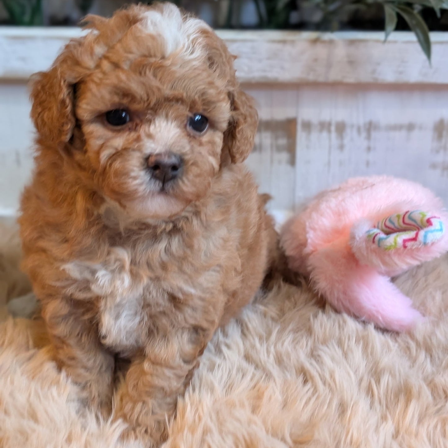 Small brown puppy sitting on a fluffy surface with a blurred background