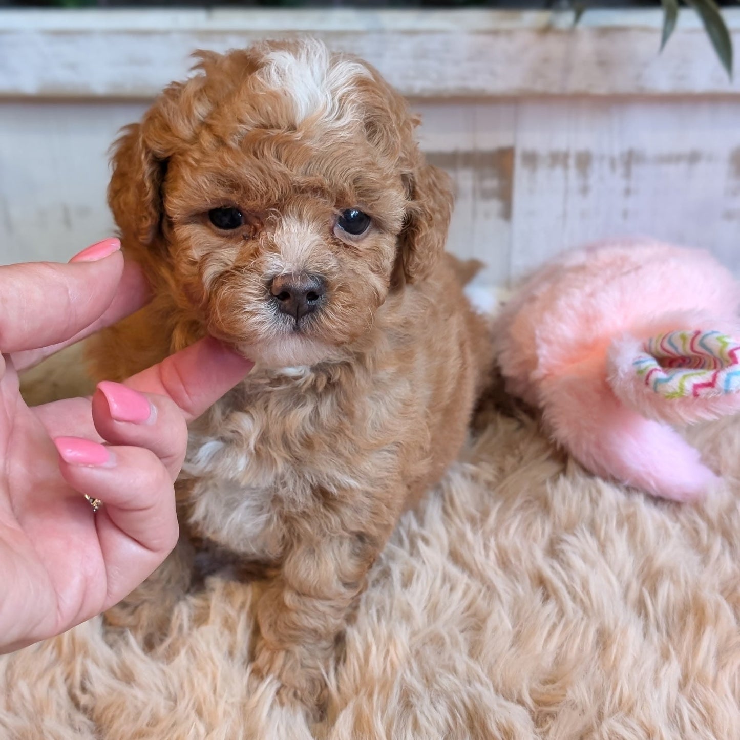 Small brown puppy being held by a person with a blurred background