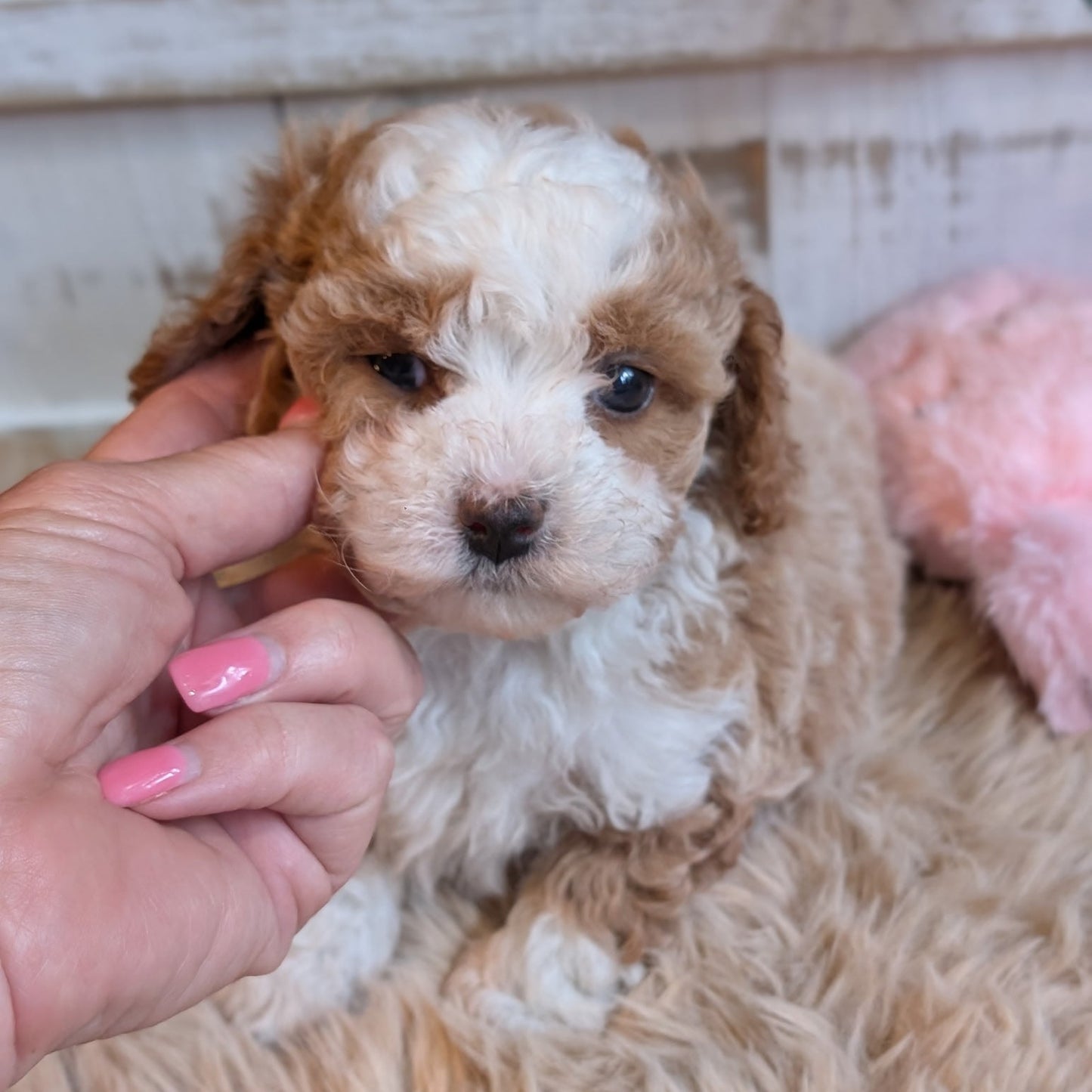 Small brown and white puppy being held by a person with pink nail polish.