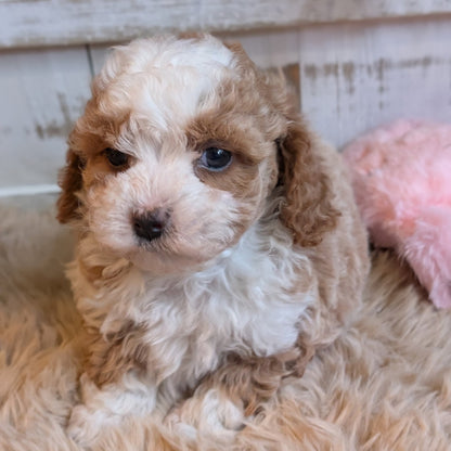 Puppy with a fluffy coat sitting on a textured surface.