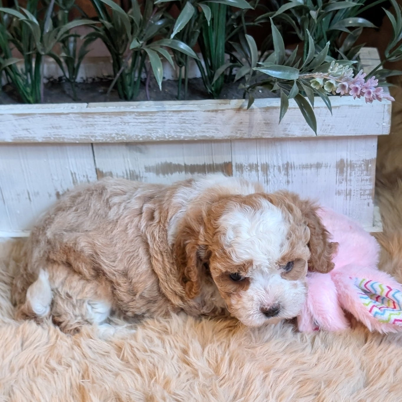 Puppy lying on a fluffy surface with a plant in the background