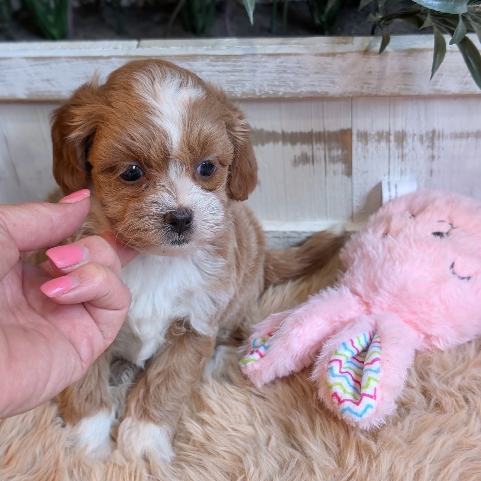 Small brown and white puppy sitting next to a pink teddy bear on a fluffy surface.