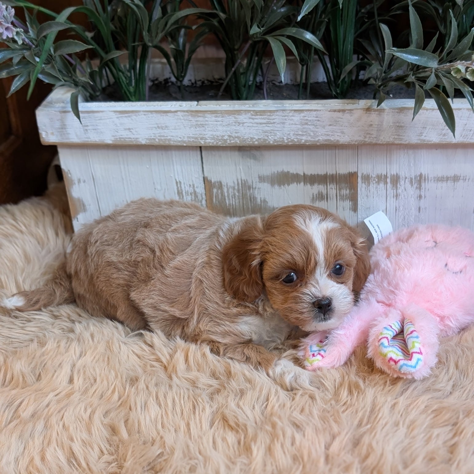 Puppy lying on a fluffy surface with a pink toy, surrounded by plants.