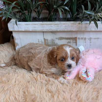 Puppy lying on a fluffy surface with a pink toy, surrounded by plants.