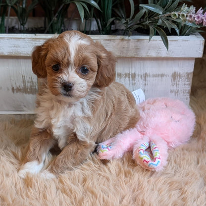 Puppy sitting on a fluffy surface with a pink toy next to it, surrounded by plants.
