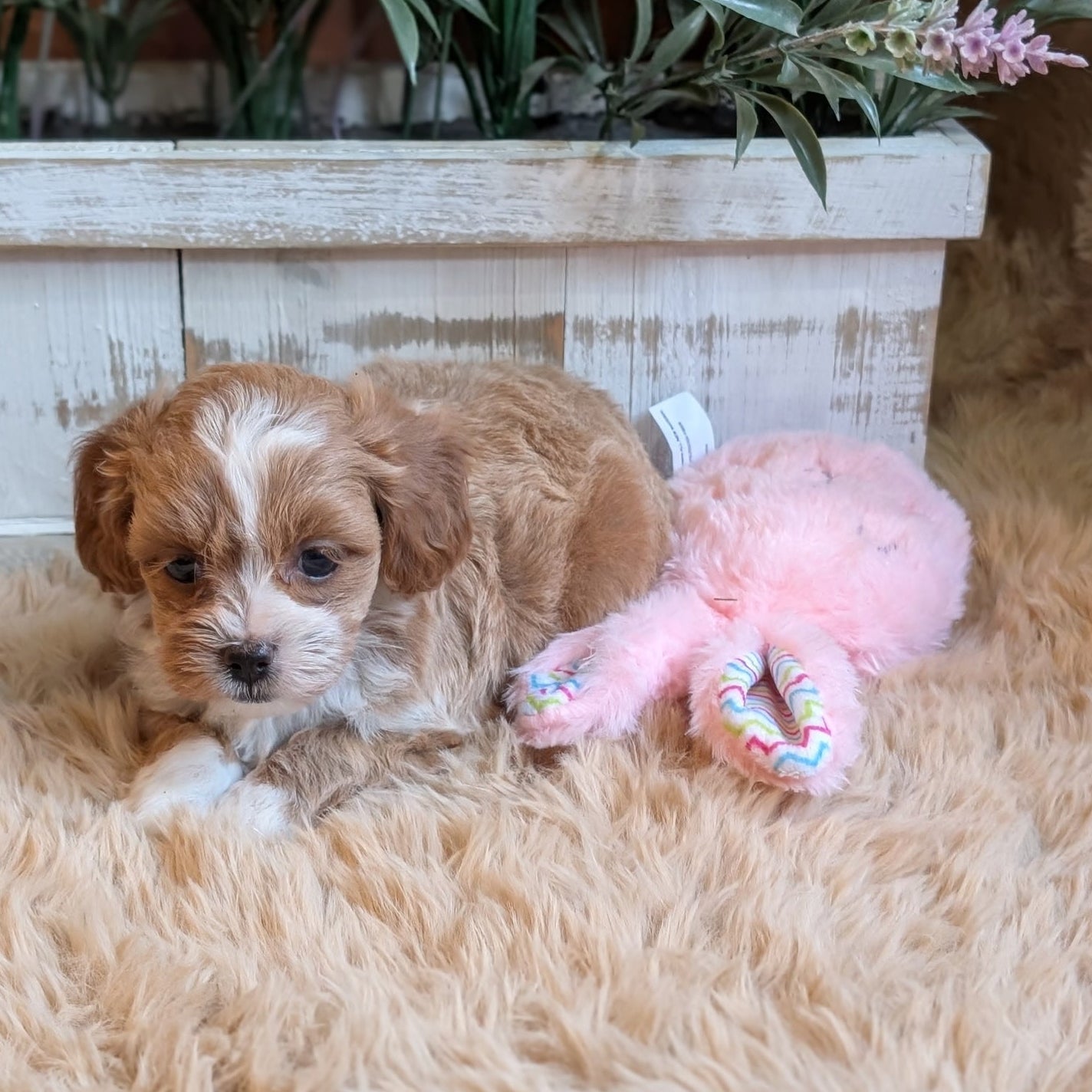 Puppy with a pink toy on a fluffy surface with plants in the background