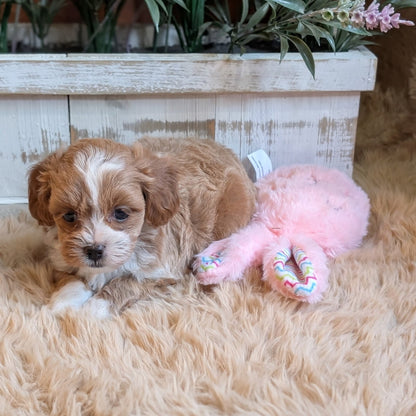Puppy with a pink toy on a fluffy surface with plants in the background