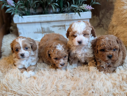 Available June 13! Super Sweet Shihpoos