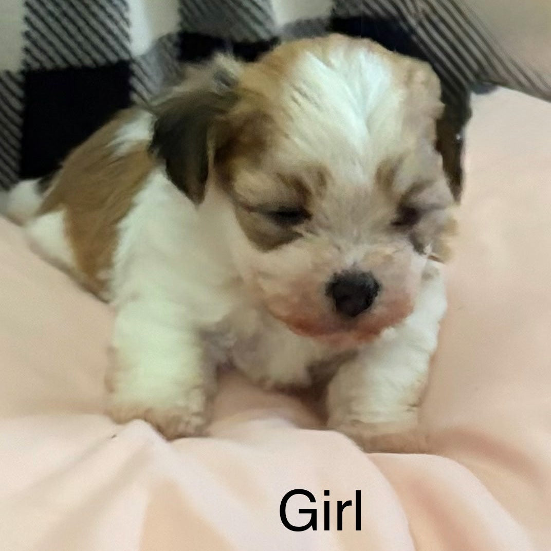 Puppy lying on a checkered blanket with 'Girl' text