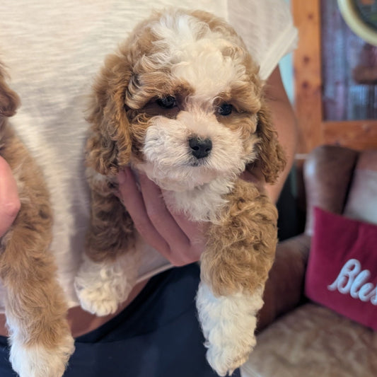Person holding a small brown and white puppy in a casual indoor setting.