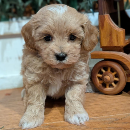 Puppy sitting on a wooden surface with a blurred background