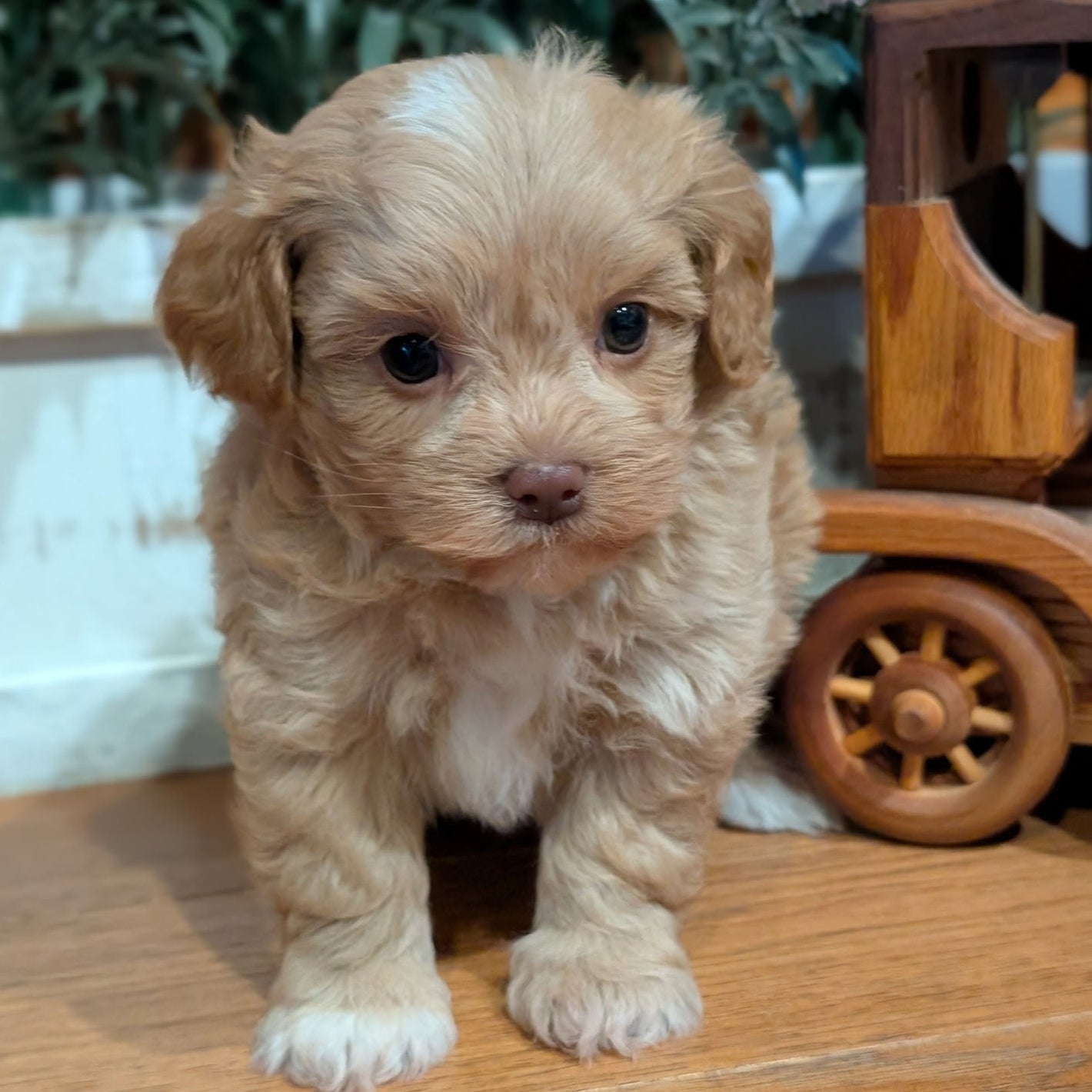 Small beige puppy standing on a wooden surface with plants in the background