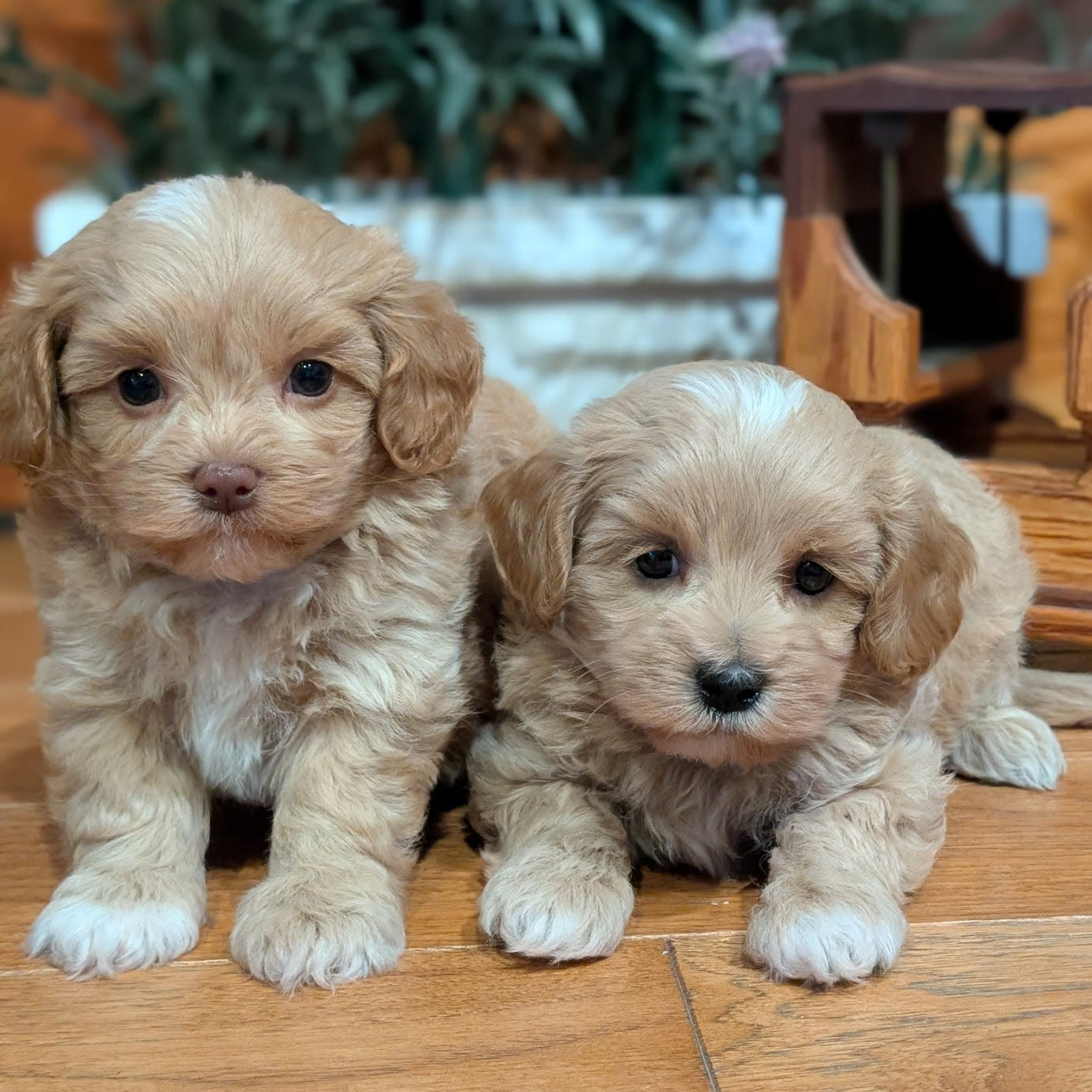 Two fluffy puppies sitting on a wooden floor with plants in the background
