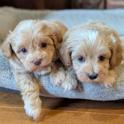 Two fluffy puppies sitting on a blanket indoors.