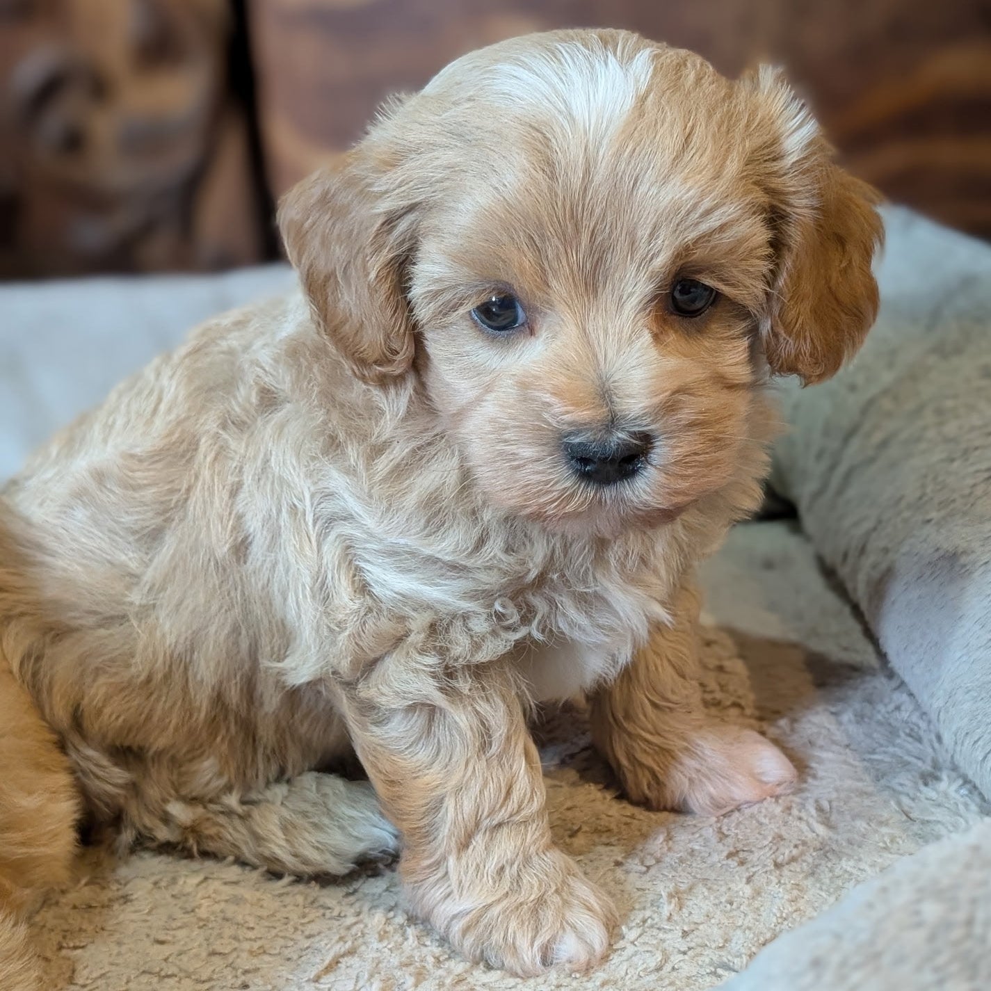 Small brown puppy sitting on a soft surface with a wooden panel background