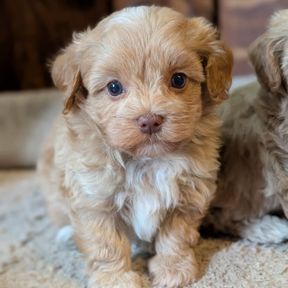 Two fluffy puppies sitting on a carpeted floor.
