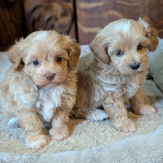 Two puppies sitting on a textured surface with a wooden cabinet in the background