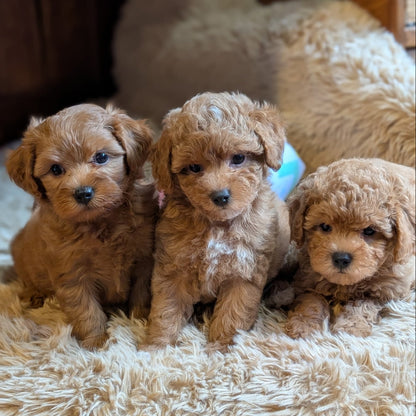 Super Sweet Shihpoos